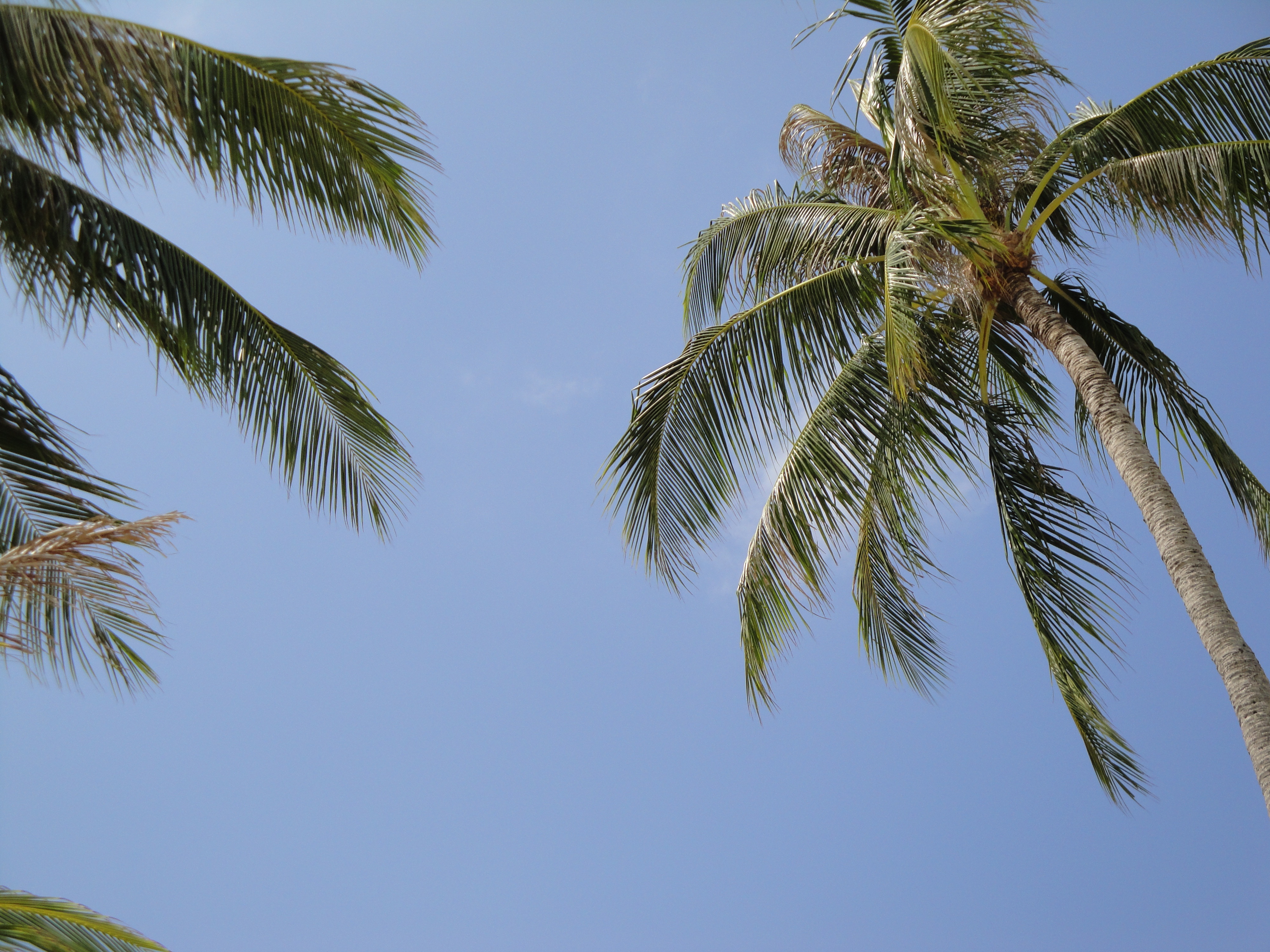 What Did The Hurricane Say To The Coconut Palm Tree