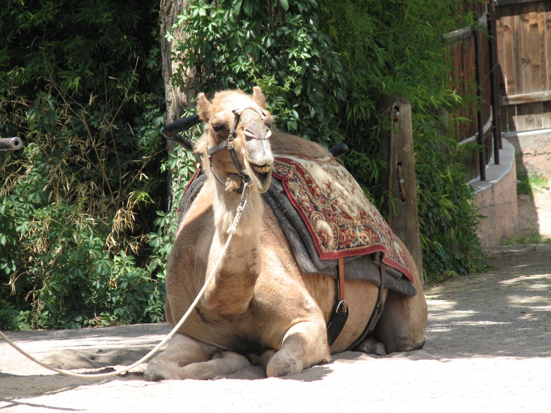 Resting camel sitting free image download