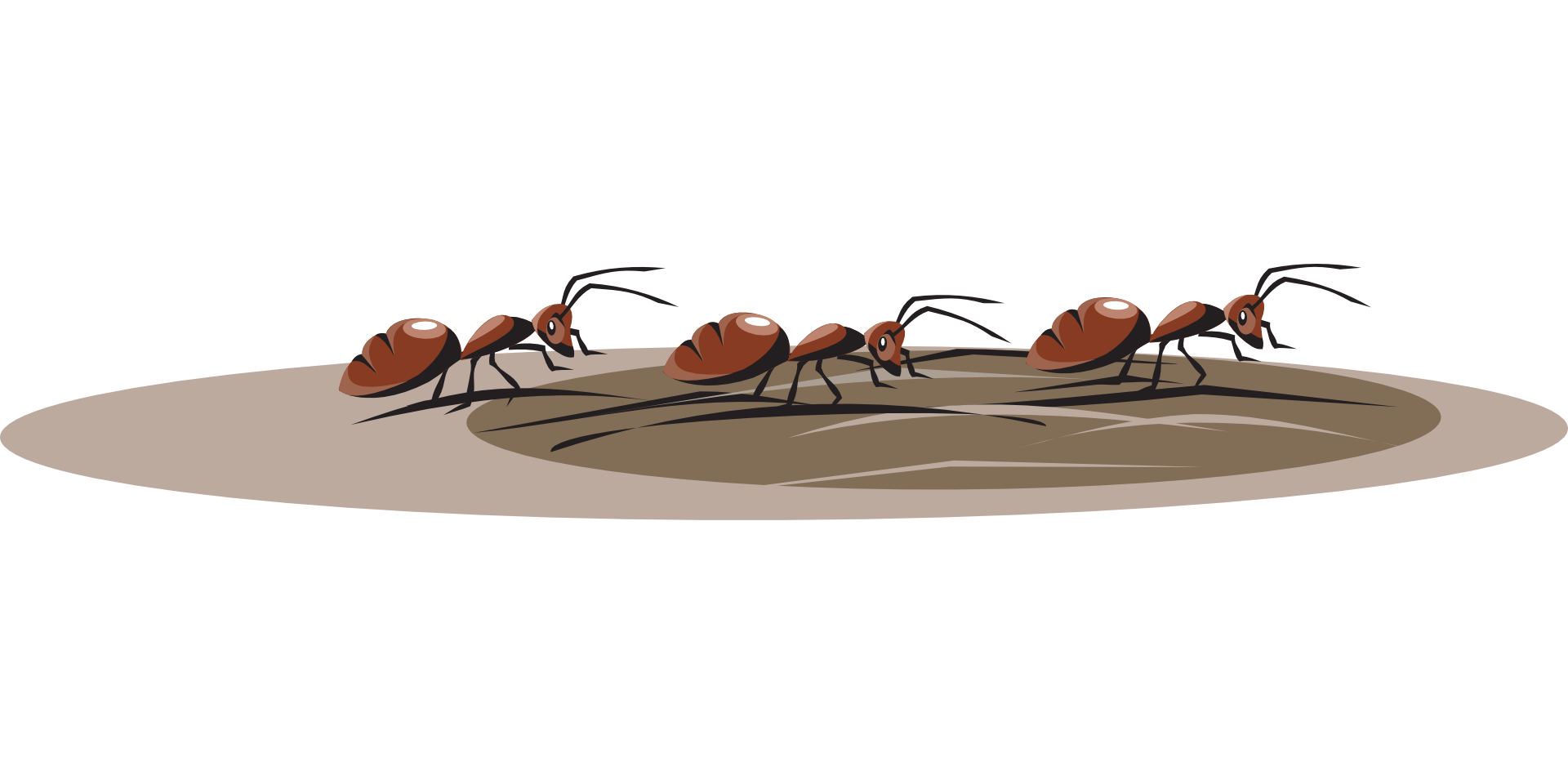Картинки муравья на прозрачном фоне. Муравьи ползут. Муравей бежит. Муравьи идут. Муравей несет.
