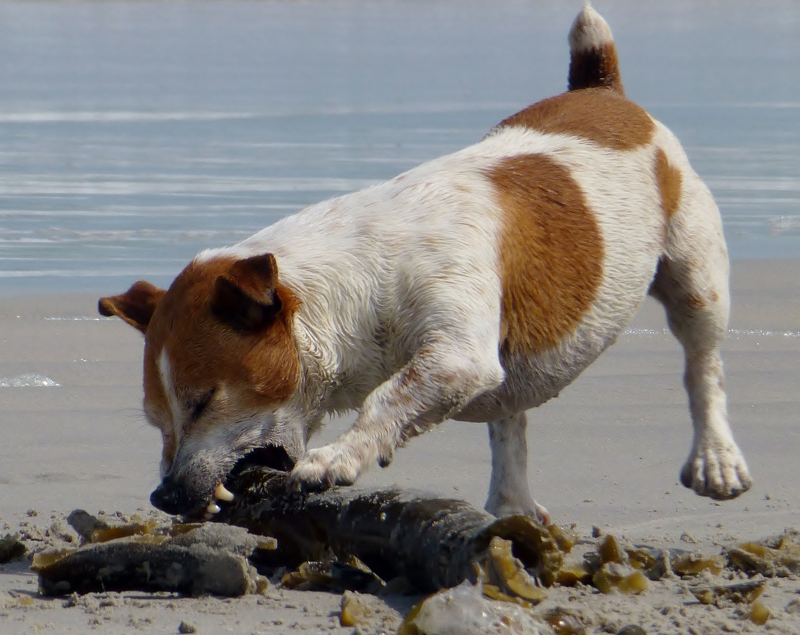 do jack russell terriers bite