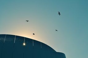 birds flying in the sky at sunset