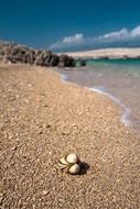 seashell on the shoreline