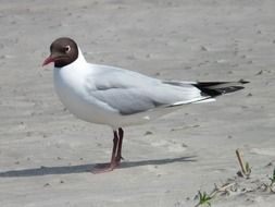 black headed seagull bird