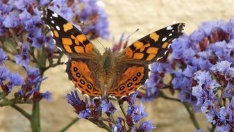 Butterfly with the orange and black wings