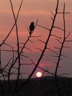 perched bird silhouette at sunset sky, namibia, etosha national park