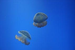 two perfect jellyfish in blue water
