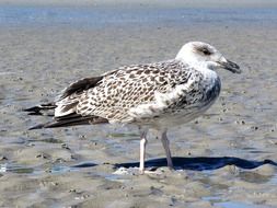 tiger gull