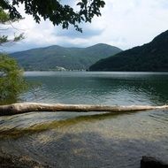 landscape of a tree lies in a lake