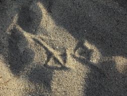 seagull footprints in the sand close up