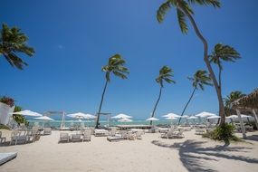 Palm trees white swans on beach resort Maceio