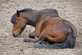 Horse resting on a sand beach