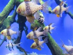 fish in a tropical aquarium