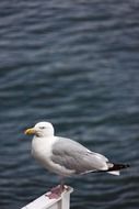 Seagull with yellow beak