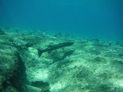 wild photography of barracuda fish underwater