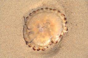 transparent jellyfish is lying on the sand