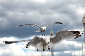 seagull birds at cloudy sky