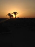 incredibly beautiful sunset palms