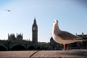 big ben london and birds