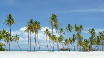 palm trees on an island paradise in the Maldives