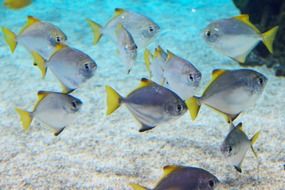 shoal of fish under water