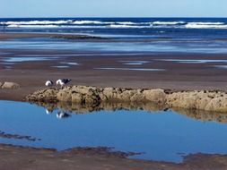 birds on the shore near the sea