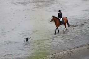 rider on a horse on the beach