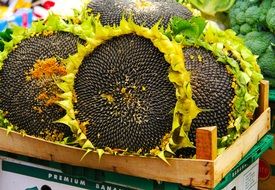 sunflower seed market