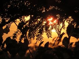 tree foliage on the background of a romantic sunset