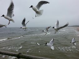 seagulls fly over sea water