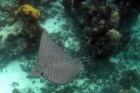 Spotted stingray in ocean