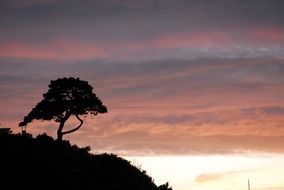 tree silhouette on a hill during sunset