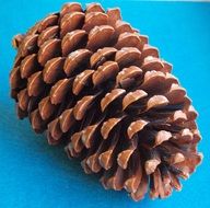 pine cone on a blue background