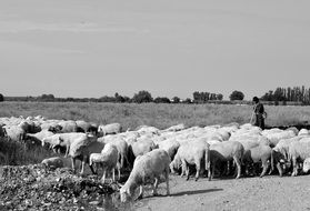 black and white photo of a flock of sheep in the camp