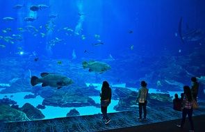 charming beauty aquarium fish