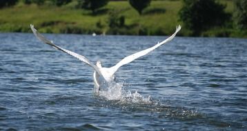 landing white swan in a spray of water on the lake