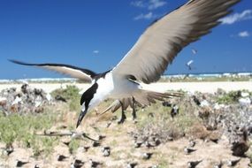 sooty tern flying bird wildlife portrait