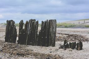 landscape of beach shore withered old black wood posts