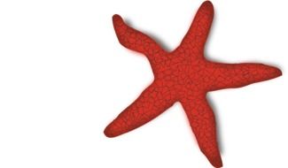 red starfish closeup