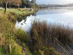 tall grass on the west coast of the lake
