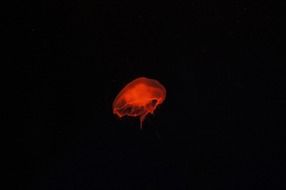 small red jellyfish