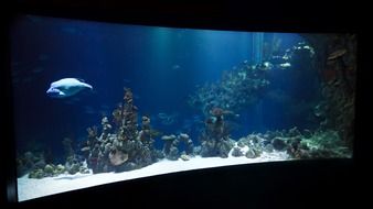 aquarium coral