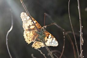 butterfly on dry grass in the sunlight