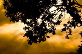 sun rays through the silhouette of leaves