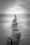wooden stumps on the sand by the sea