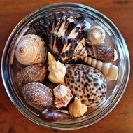 different seashells in a bowl