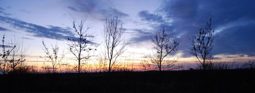 twilight over the silhouettes of small trees
