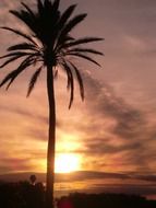 palm tree against the backdrop of the romantic sun