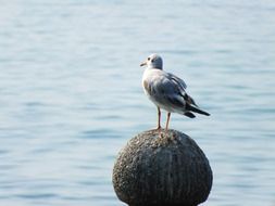 Seagull on a round stone