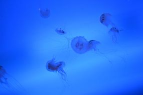 jellyfishes in blue water