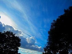blue sky tree